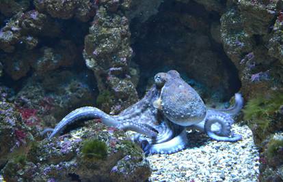 Zbog ovih 8 razloga hobotnice su među najčudnijim bićima
