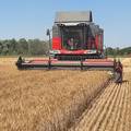 Durum pšenica otkupljuje se po dvostruko većim cijenama od obične pšenice