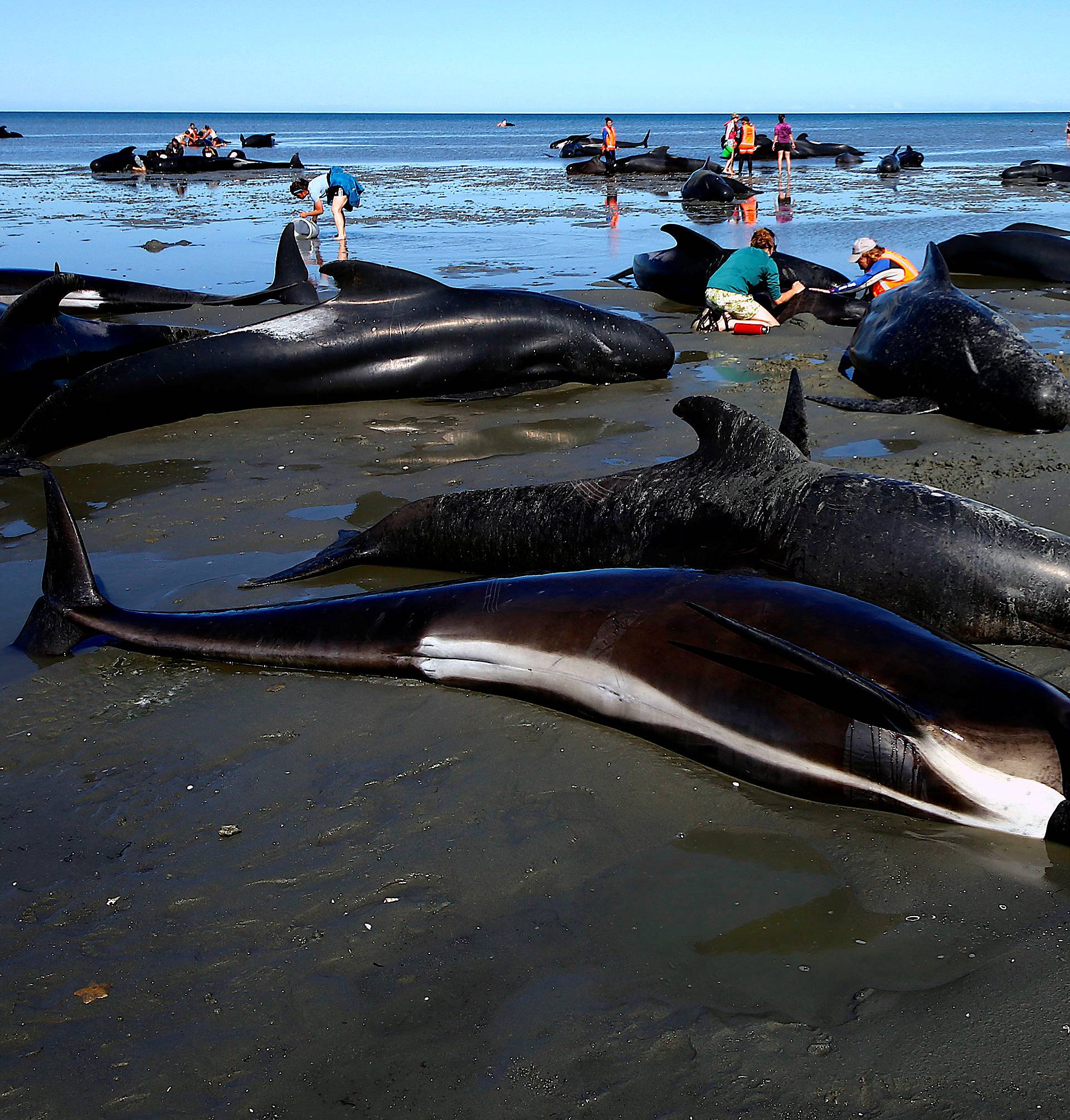 Volunteers try to assist stranded pilot whales that came to shore in the afternoon after one of the country's largest recorded mass whale strandings, in Golden Bay, at the top of New Zealand's South Island