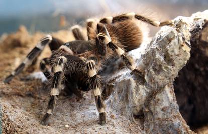 Fascinantne fobije: Veliki medo ne izaziva toliki strah kao pauk