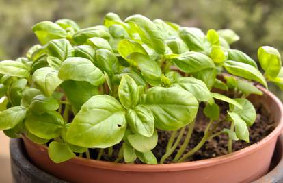 Najzdravije začine nije teško uzgojiti u vrtu niti na balkonu