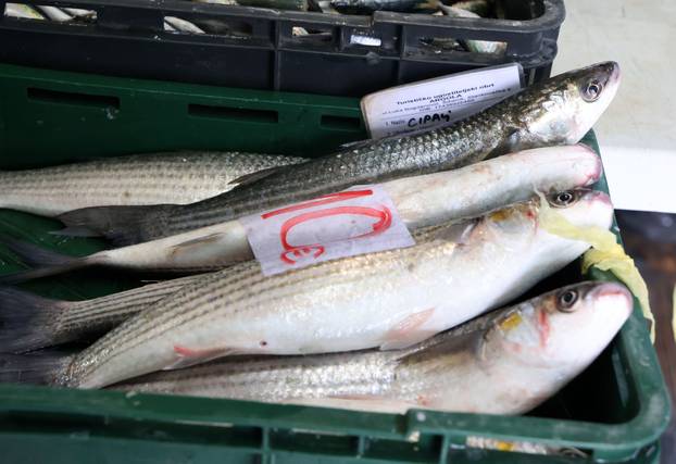 Šibenik: Ponuda na šibenskoj ribarnici