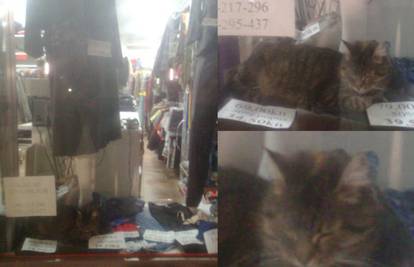 Mačka provela vikend u izlogu trgovine u Belom Manastiru