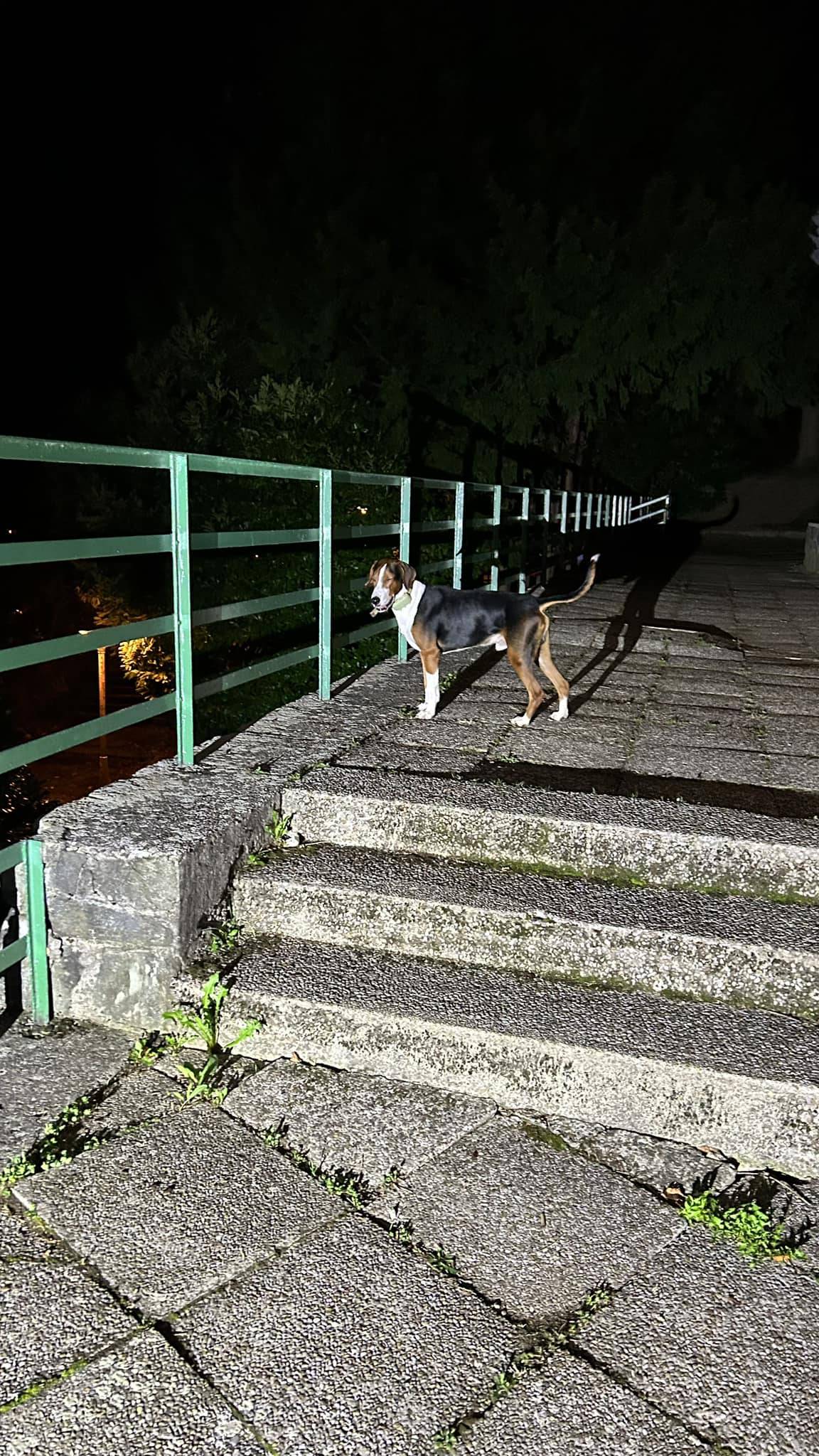 Žena zvala policiju zbog psa koji često lunja sam, vlasnik Gordan Lauc vrijeđao njenog supruga