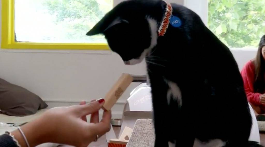 Samo za prave mačkoljupce: Piju kavu sa životinjom u krilu