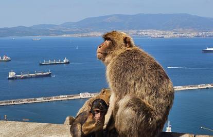 Prvi poljubac prije 20 milijuna godina. I primati su se žvalili