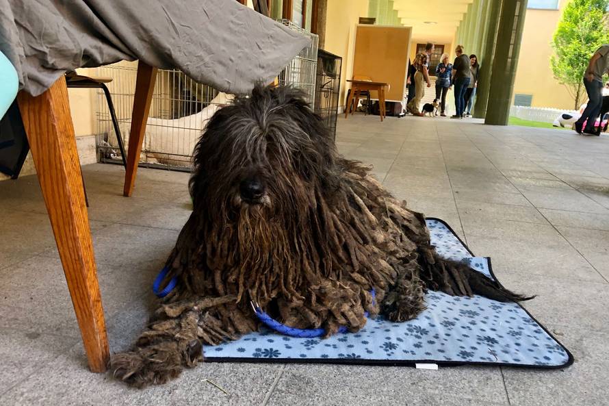 Na jednom mjestu najljepše i najpametnije pasmine pasa