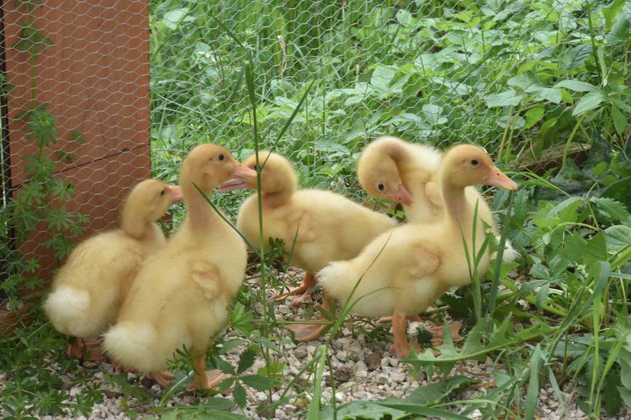 Kupila patke i spasila ih od lonca, a čuvaju ih psi iz azila