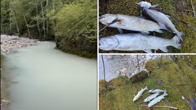 Ekološka katastrofa: Bijela boja Neretve i pomor ribe nedaleko od gradilišta hidroelektrane
