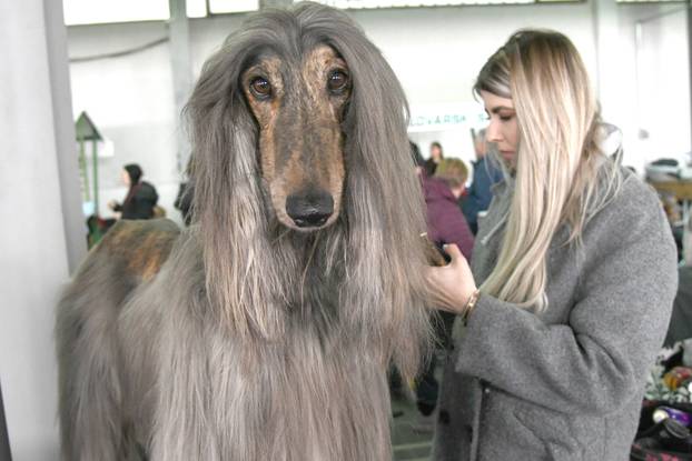 Bjelovar: Nacionalna izložba pasa održana je na sajamskom prostoru u Gudovcu