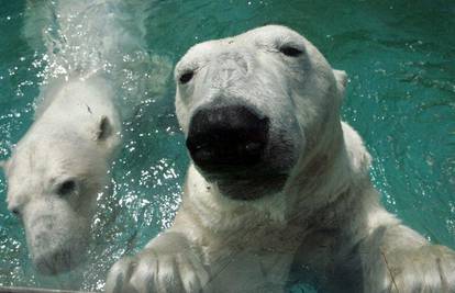 Polarni medvjedi na 40°C spas pronašli u bazenu