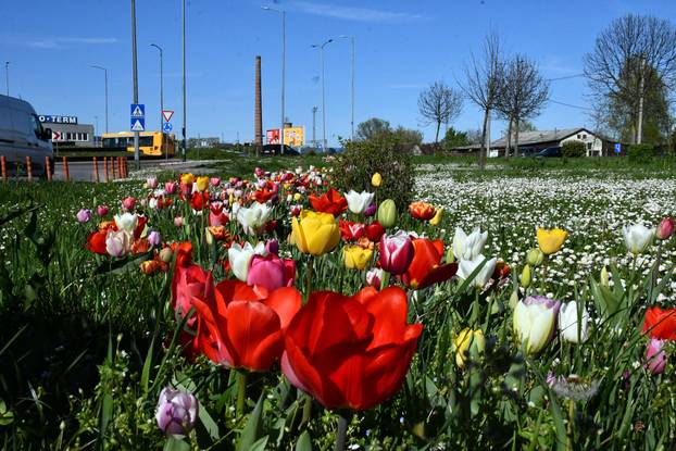 Slavonski Brod: Šarene cvjetne gredice rascvjetalih tulipana svojom ljepotom krase gradske parkove