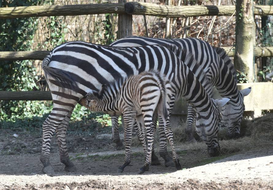 Novopridošlica u zoološkom: Stigao mali zebrić ili zebrica
