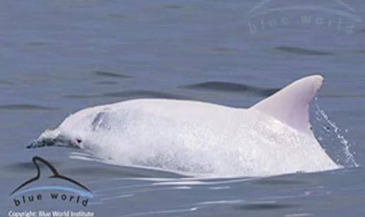 Albino dupin u Jadranu, prvi takve vrste koji nas je posjetio