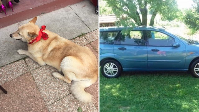 U Varaždinu ukrali auto i psa Mazu koja je ostala u njemu