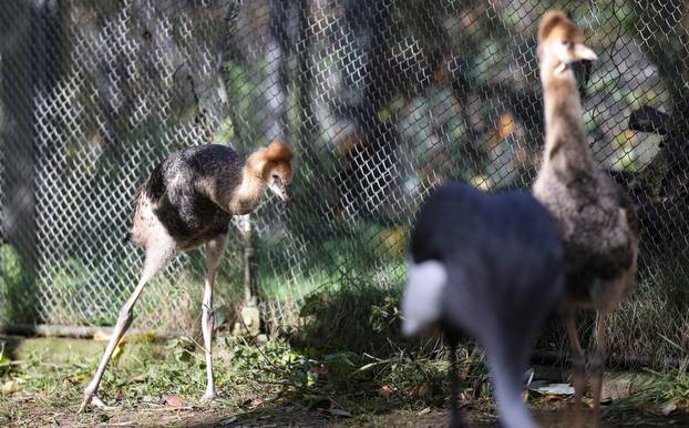 Zagrebački krunati ždralovi predstavljeni javnosti 
