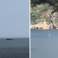 VIDEO Snimio kita kod Cavtata: 'Odjednom je isplivao ispred nas, bio je odmah pored obale'