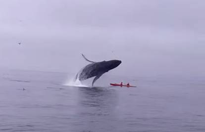 Grbavi kit skočio na dvojac u kajaku i promašio ih za 'dlaku'