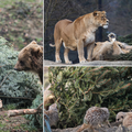 Životinje u zagrebačkom ZOO-u dobile božićna drvca: 'Za igru, skrivanje hrane i njuškanje'