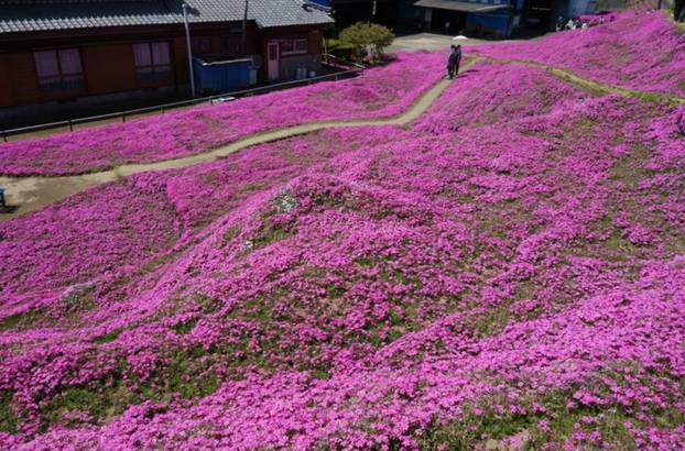 FOTO Pogledajte tu divotu: Farmer zasadio tisuće cvjetova za svoju slijepu suprugu