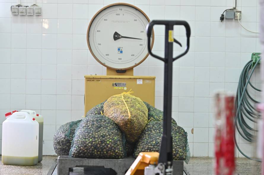 Proces proizvodnje maslinovog ulja u uljarskoj zadruzi Igrane