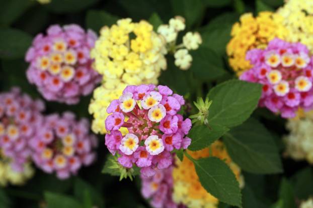 colorful Lantana camara flowers