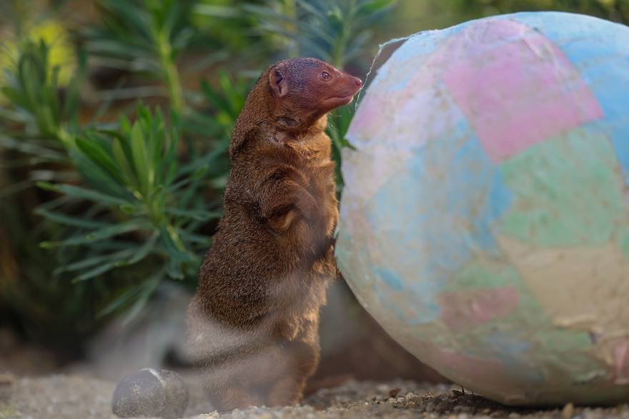 Zagreb: Stanovnicima Zoolo&scaron;kog vrta stigle pisanice