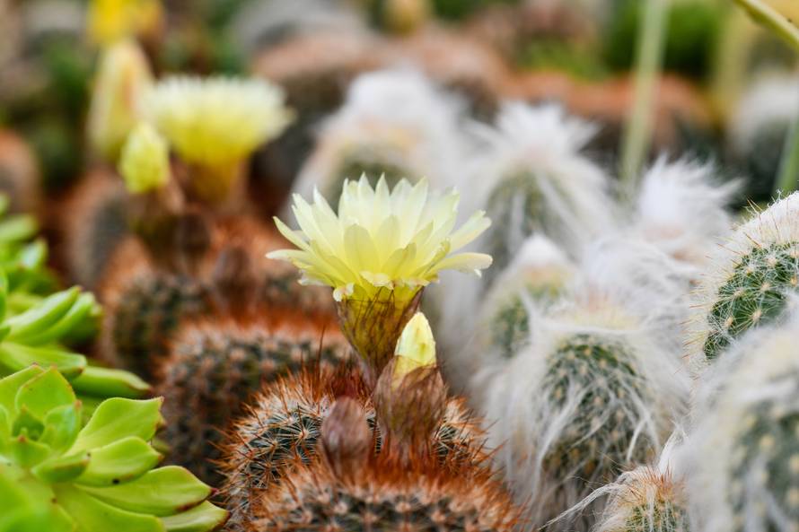 Floraart: Sadnice cvijeća od 2 kune, a za 25 mini vrt u posudi