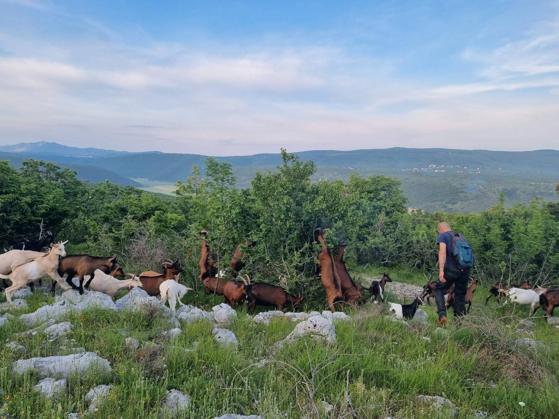 VIDEO Ivan (35) iz Pule preselio na selo da čuva koze: 'Imam ih stotinjak, baš svakoj znam ime'