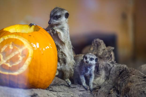 Zagreb: U Zoološkom vrtu organizirana podjela slasnih bundeva životinjama