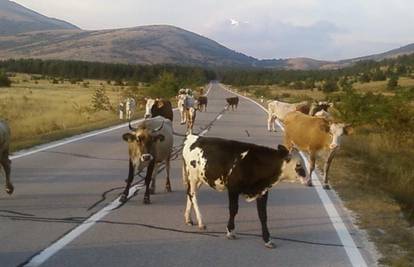 Dok su se vraćali kući u Srb, krave im blokirale put