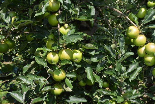 Josipova obitelj uzgaja jabuke