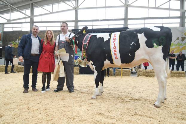 Gudovac: Junica Anabela u vlasništvu Belja proglašena šampionkom sajma holstein pasmine