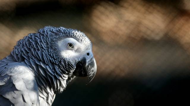 Papagaj 'cinkao' vlasnicu za ubojstvo: 'Nemoj je***o pucati'