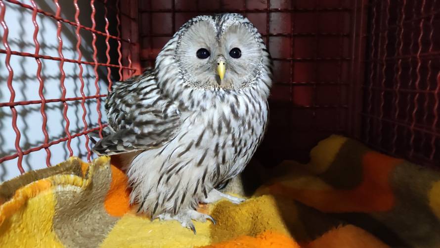 Rekordna godina za spašavanje životinja: Pomogli su sovama, lisicama, orlu, kobrama...