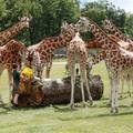 Britanski Safari park ponovno će otvoriti vrata posjetiteljima