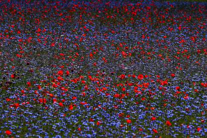 A view of an Umbrian plain covered in flowers is seen during the annual bloom in Castelluccio