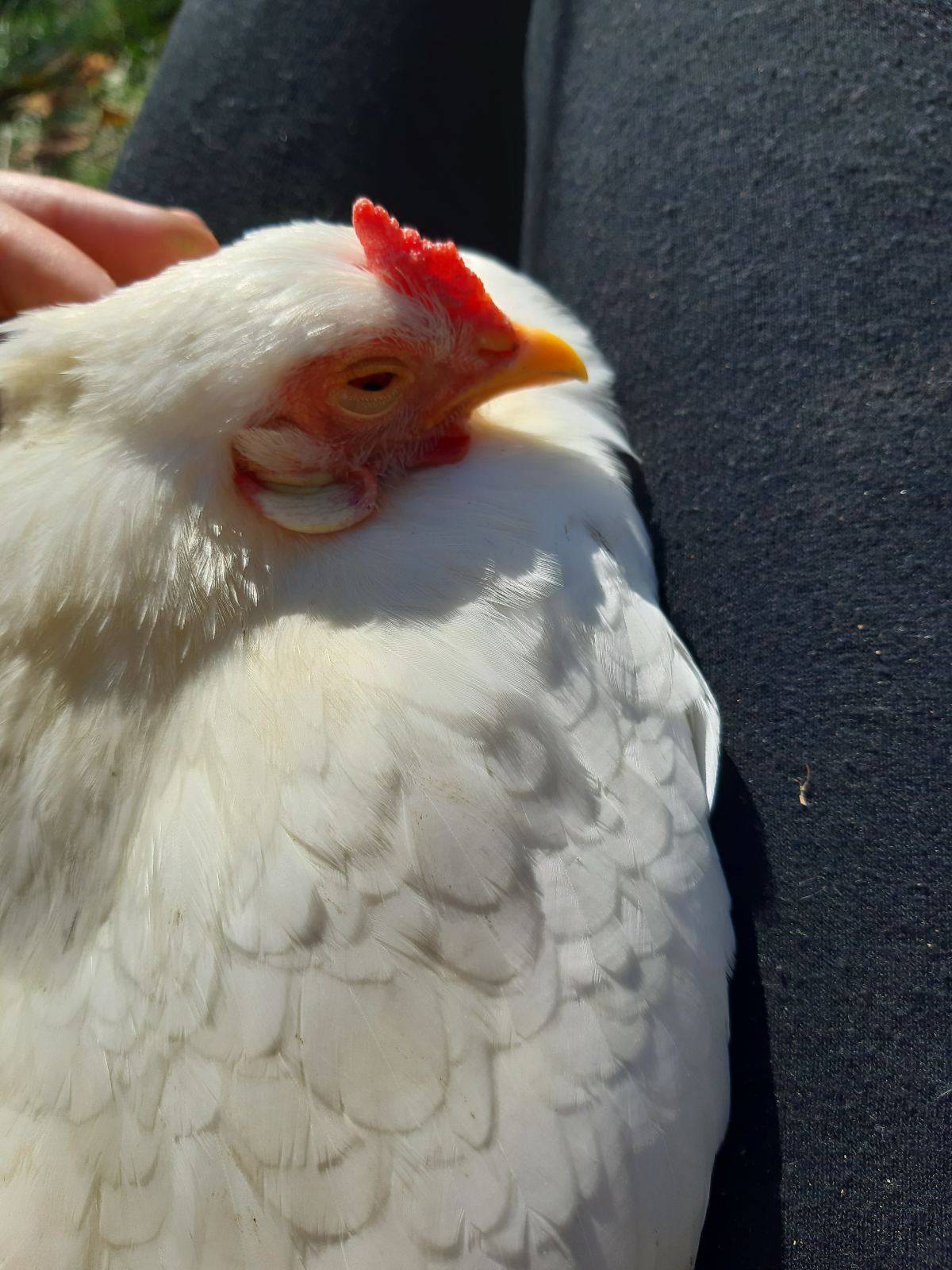 Urnebesni video iz Zagorja: Što je ljepše od ovoga? Koka sjedne u krilo i evo ti jaje na oko...