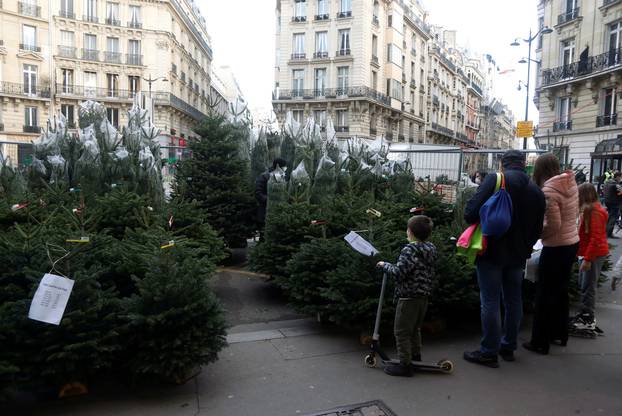 Fir trees on sales for the Christmas holiday season in Paris