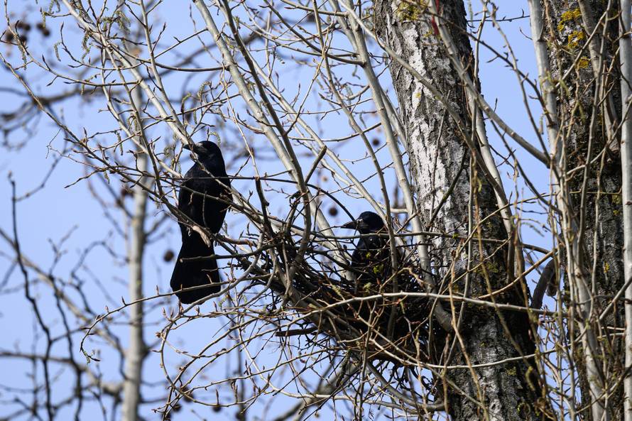 Stanare Španskog teroriziraju  vrane, iz Grada kažu: 'Zrinjevac je uklonio gnijezda  26. veljače'