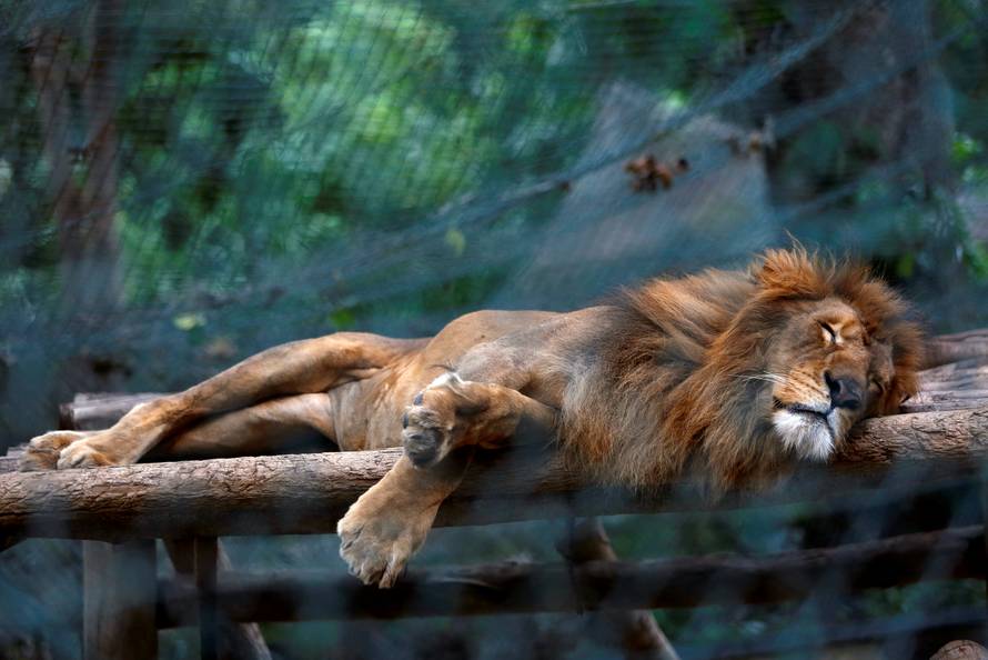 A lion sleeps inside his a cage at the Caricuao Zoo in Caracas