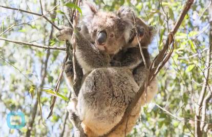 Australske vlasti odlučile bit humane pa ubile 686 koala!
