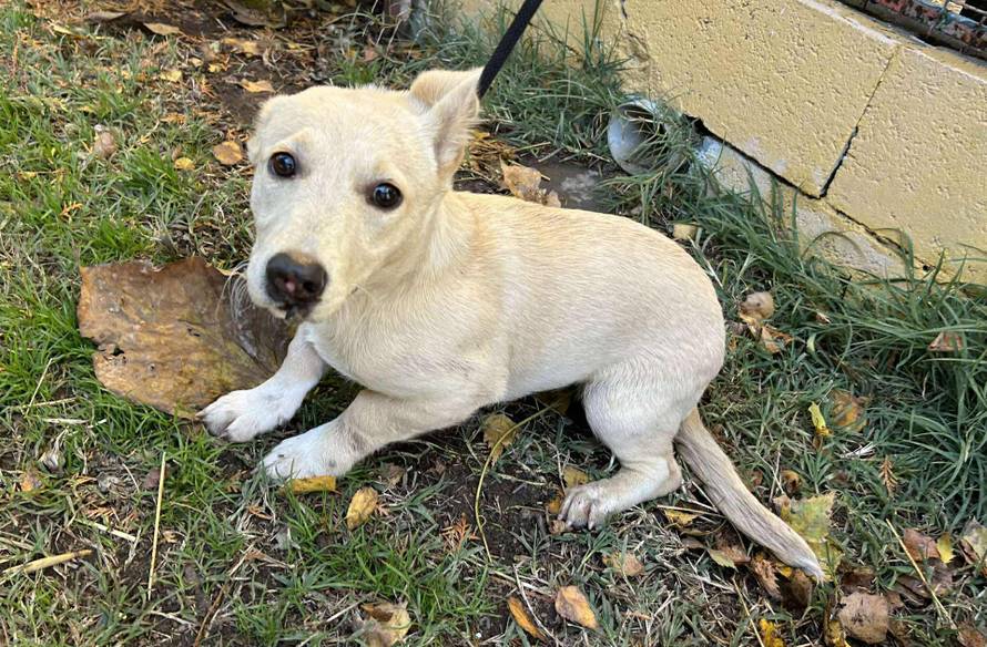 Iz romskog naselja u Međimurju spasili 37 pasa: 'Bez nadzora tu lutaju, a mačke ni ne prežive...'