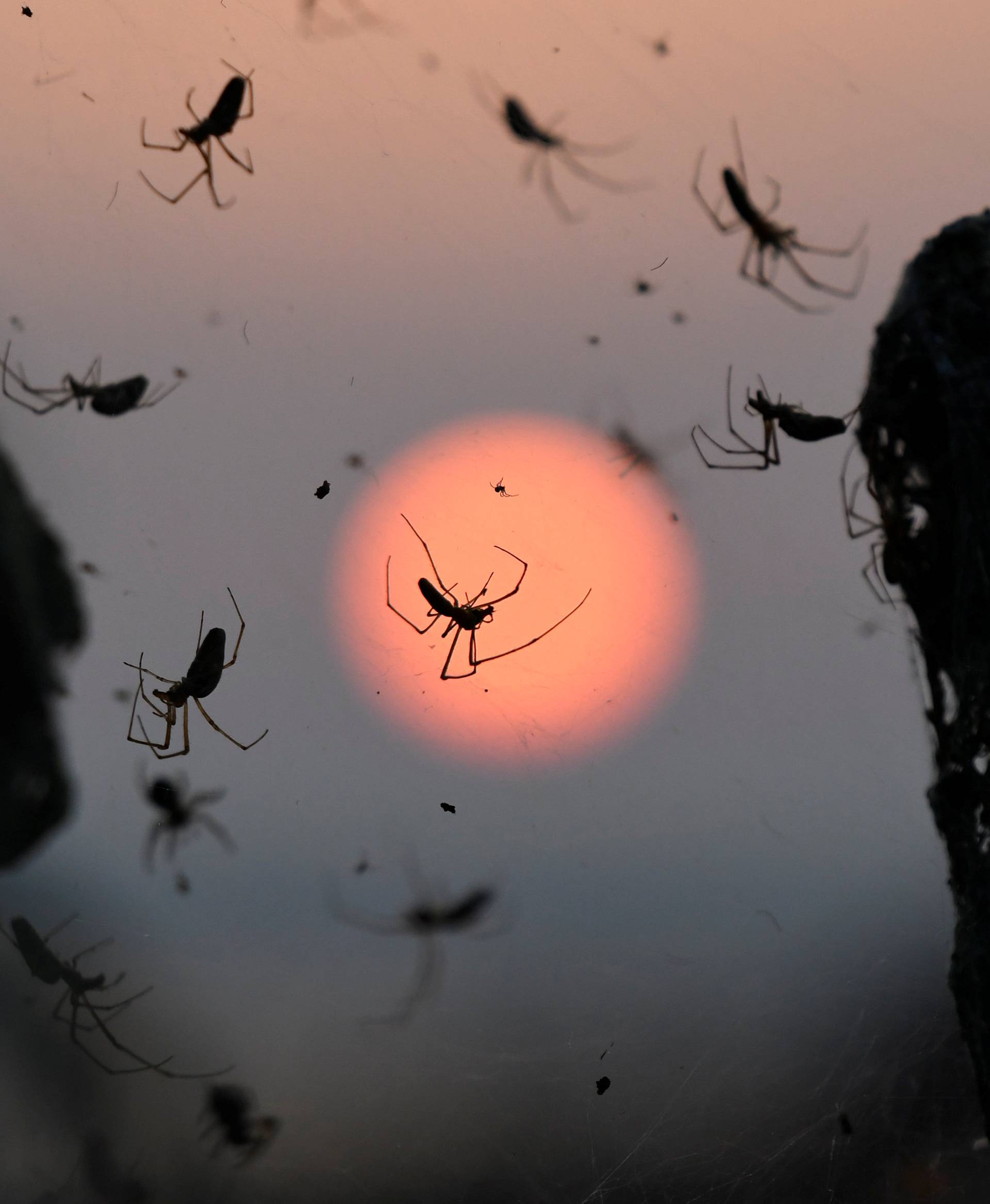 The sun rises as spiders are seen on their web at the banks of Lake Vistonida