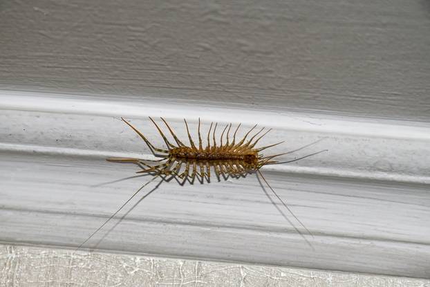 House,Centipede,On,The,Ceiling,In,The,House