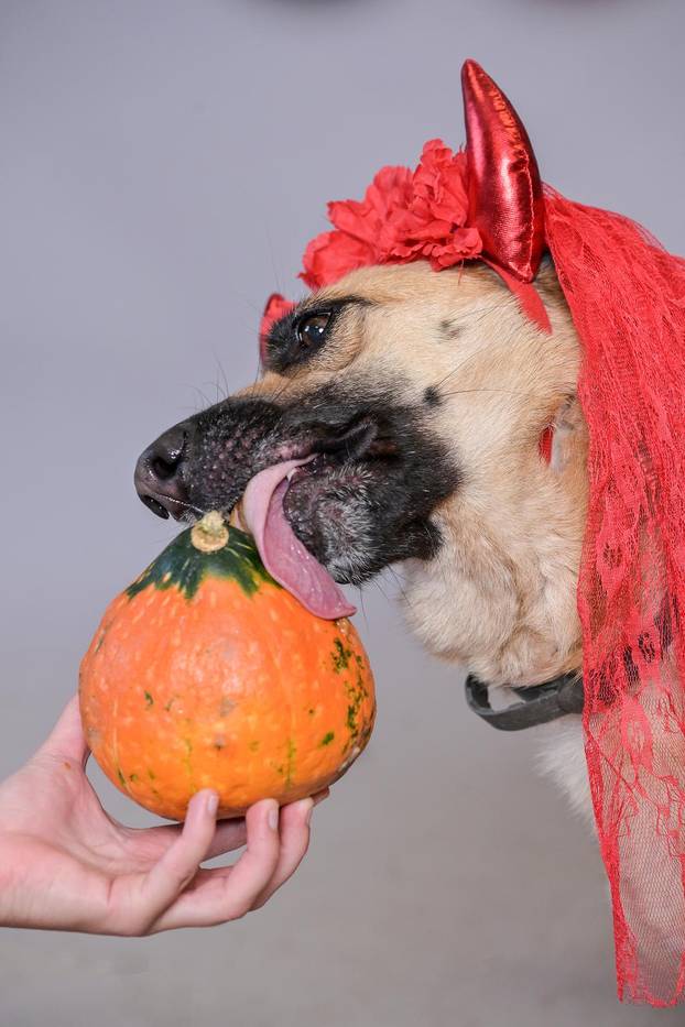 Sklonište u Dumovcu poziva na posebno jesensko udomljavanje pasa i mačaka