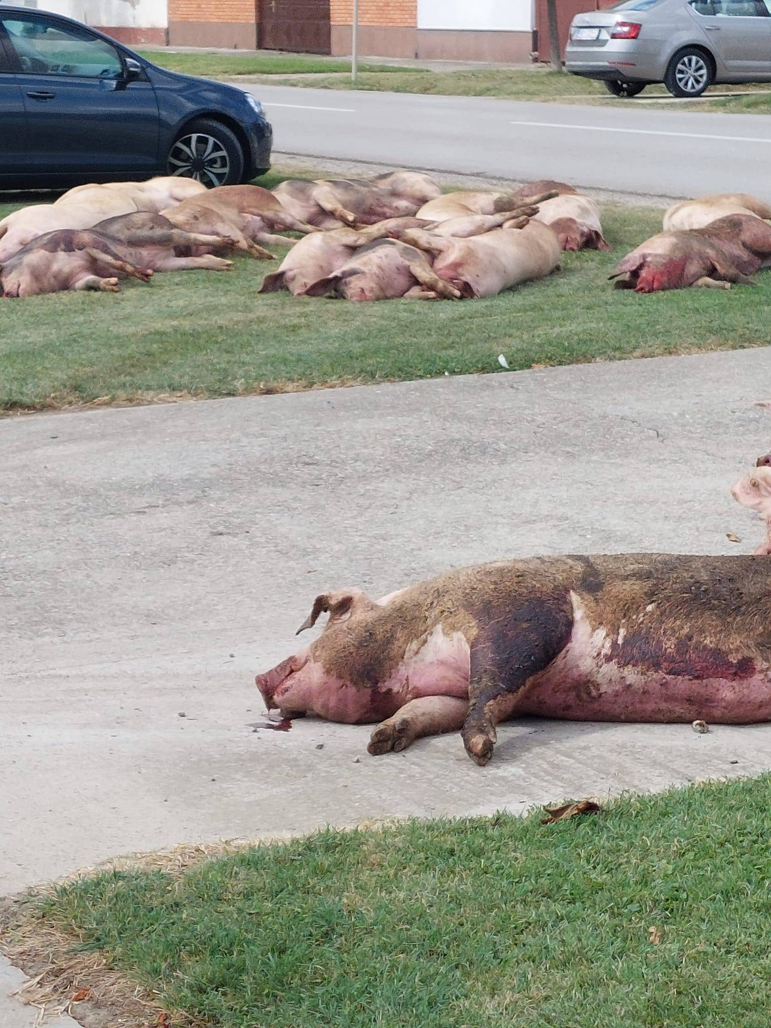 Užas u Slavoniji: Pobili su mi svinje i ostavili ih pred kućom!