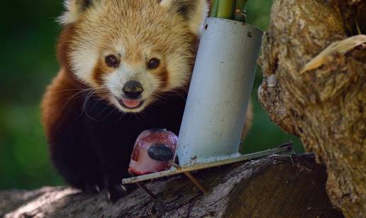 FOTO I njima je isto vru&cacute;e: U ZOO-u Zagreb &zcaron;ivotinje dobile hladno osvje&zcaron;enje i poslastice