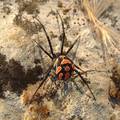 Najotrovniji pauci u Hrvatskoj! Gdje žive i kako ih prepoznati?