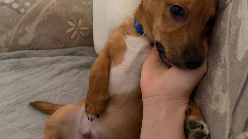 Mali pas velikog srca traži novi dom